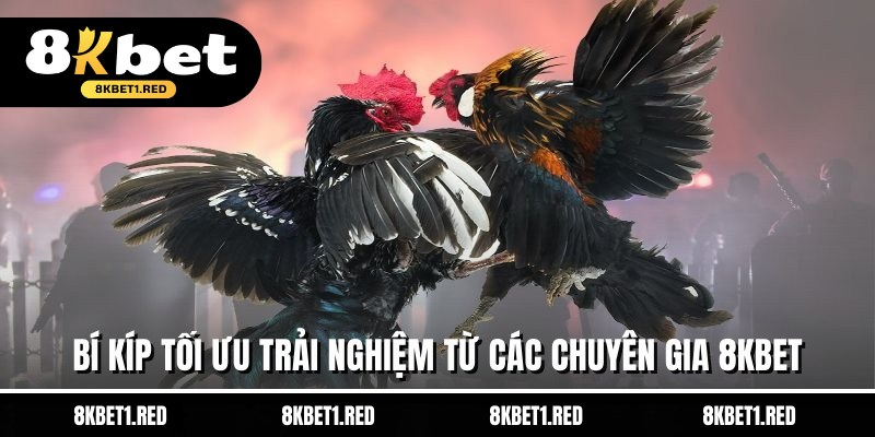 Bí kíp tối ưu trải nghiệm từ các chuyên gia 8KBET