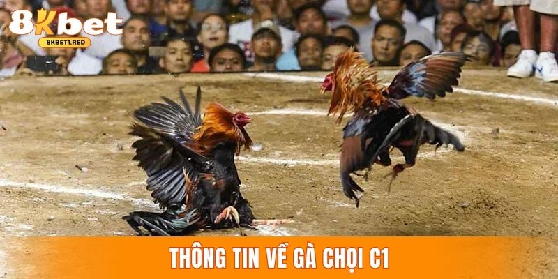 Thông tin về giải đấu gà chọi C1