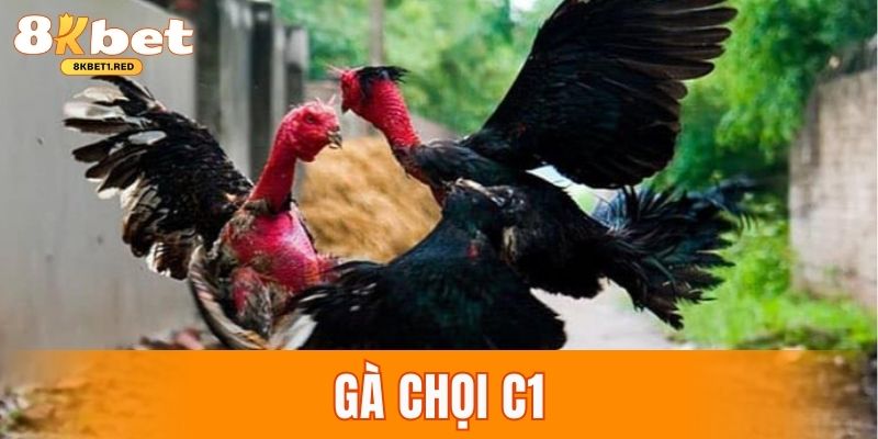 Gà chọi C1