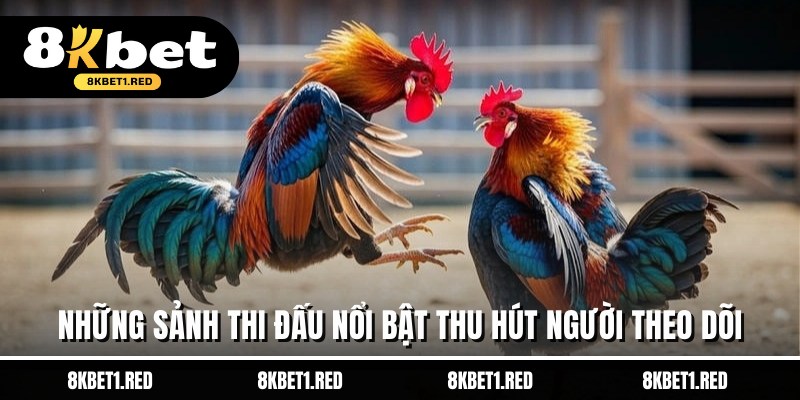 Những sảnh thi đấu nổi bật thu hút người theo dõi